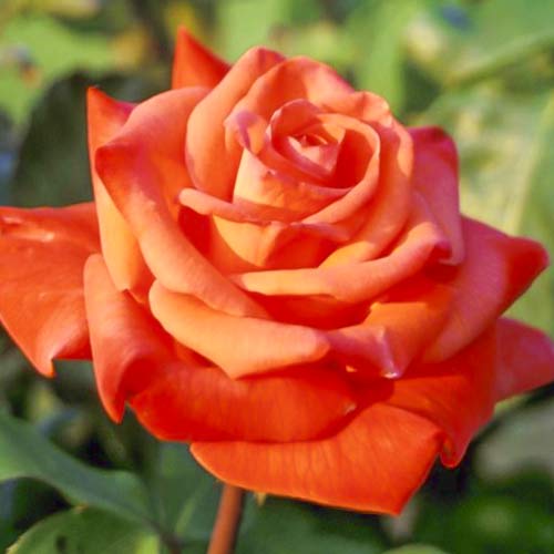 Hibridne čajevke Christoph Columbus slika 1 interface.art 6224