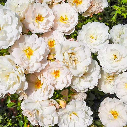 Hibridne čajevke Cometa slika 1 interface.art 5701