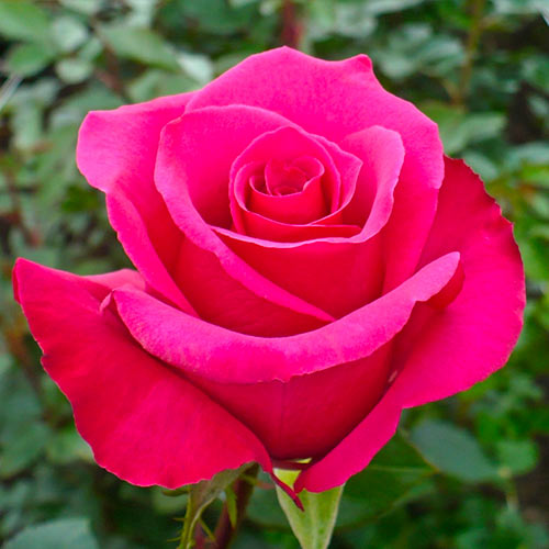 Hibridne čajevke Dark Pink slika 1 interface.art 5887