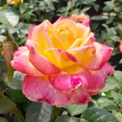 Hibridne čajevke Desse, root ball slika 1 interface.art 6225