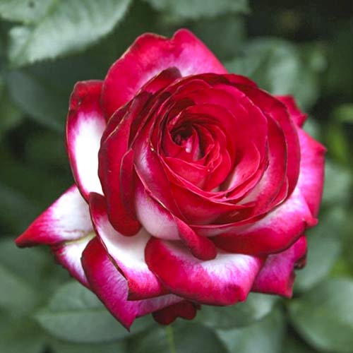 Hibridne čajevke Fair Lady slika 1 interface.art 6227