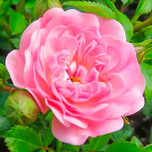 Hibridne čajevke Fairy slika 1 interface.art 3683