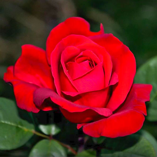 Hibridne čajevke Fulgurante, root ball slika 1 interface.art 6133