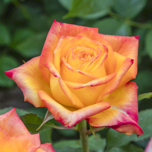 Hibridne čajevke Girandola®, C5 slika 1 interface.art 6152