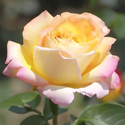 Hibridne čajevke Gloria Dei, C3 slika 1 interface.art 5015