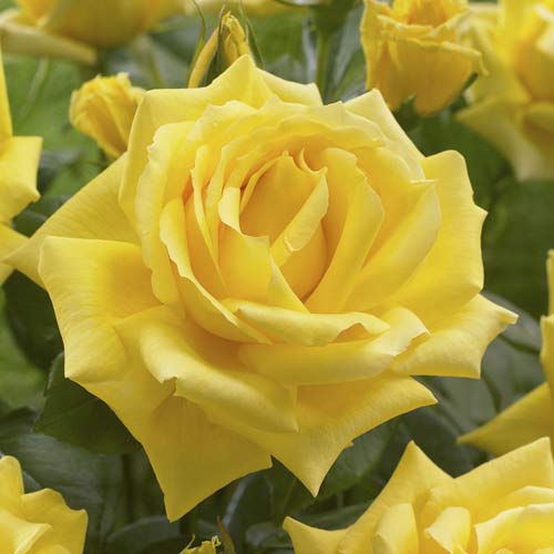 Hibridne čajevke Golden Parfum de Provence slika 1 interface.art 6229