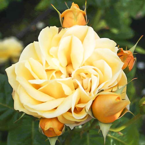 Hibridne čajevke Gracious Queen slika 1 interface.art 6230