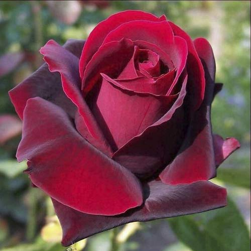 Hibridne čajevke Grand Gala slika 1 interface.art 6231