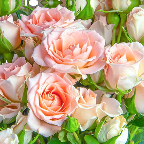 Hibridne čajevke Grazia slika 1 interface.art 5524