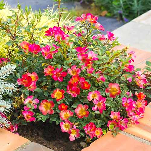 Hibridne čajevke Happy Chappy ®, C5 slika 1 interface.art 5543