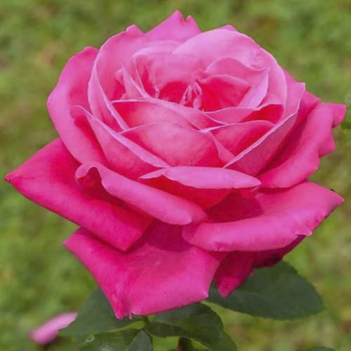 Hibridne čajevke Jacaranda slika 1 interface.art 6232