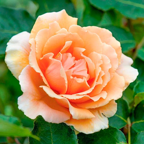 Hibridne čajevke Just Joey slika 1 interface.art 5531