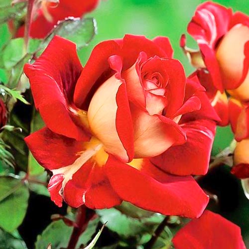 Hibridne čajevke Kronenburg, root ball slika 1 interface.art 6233