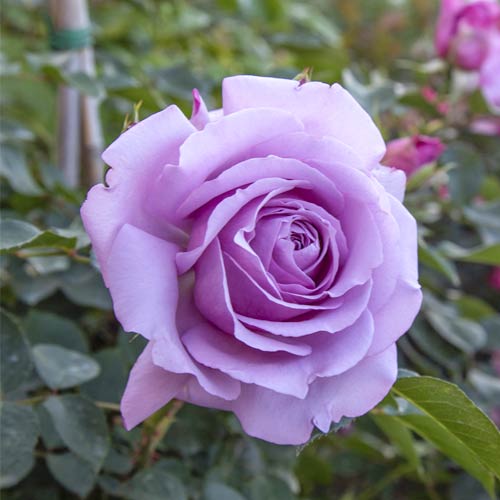 Ruže floribunda Love Song®, C5 slika 2 interface.art 5545