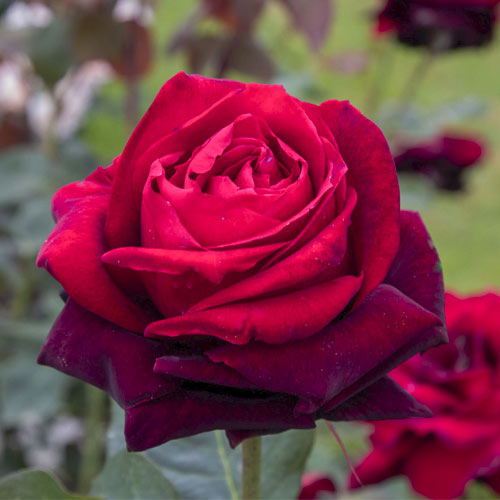 Hibridne čajevke Magia Nera®, C5 slika 1 interface.art 5533