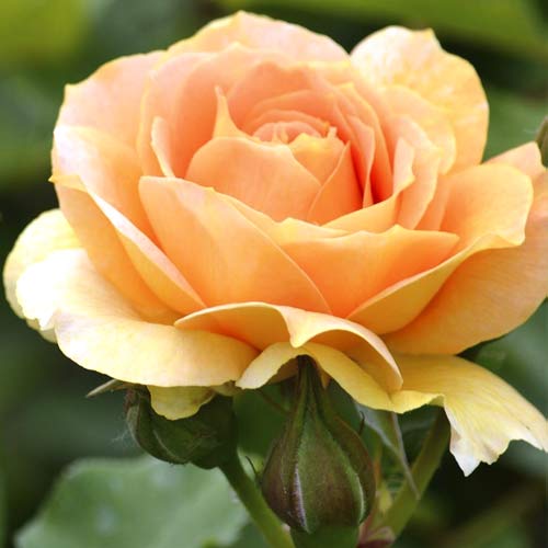 Hibridne čajevke Magic Lantern slika 1 interface.art 6235