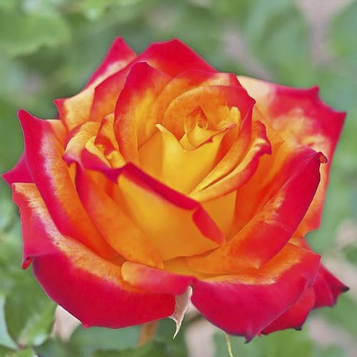 Hibridne čajevke Meilambra slika 1 interface.art 6236