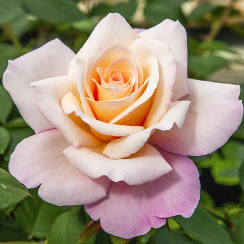 Hibridne čajevke Meilampario slika 1 interface.art 6237