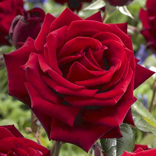 Hibridne čajevke Mister Lincoln slika 1 interface.art 6238