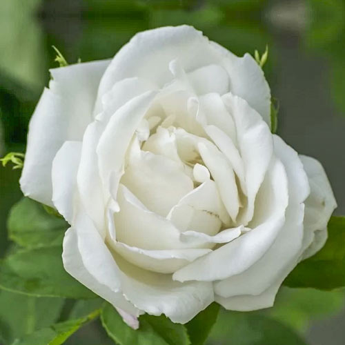 Hibridne čajevke Mount Shasta, root ball slika 1 interface.art 6132