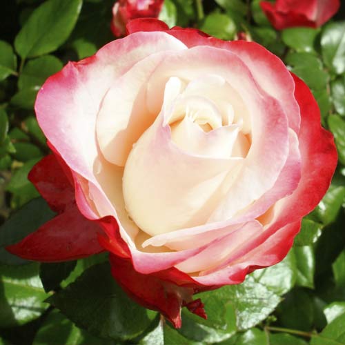 Hibridne čajevke Nostalgia slika 1 interface.art 6239