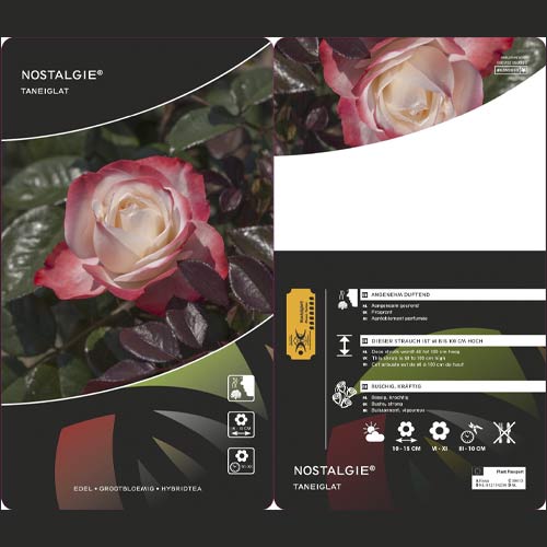 Hibridne čajevke Nostalgie ®, C3 slika 2 interface.art 4563