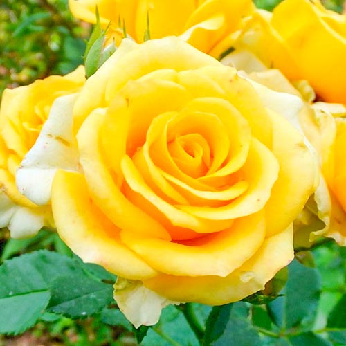 Hibridne čajevke Old Gold slika 1 interface.art 3666