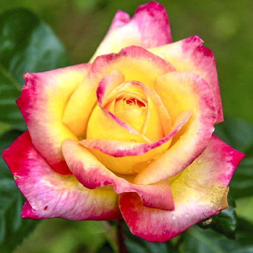 Hibridne čajevke Orient Express slika 1 interface.art 6240