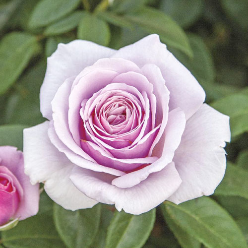 Hibridne čajevke Pacific Blue®, C5 slika 1 interface.art 6161