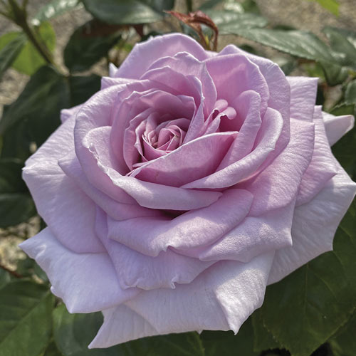 Hibridne čajevke Pacific Blue®, C5 slika 2 interface.art 6161