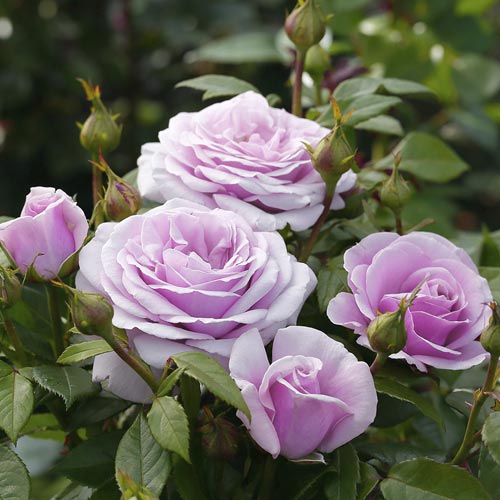 Hibridne čajevke Pacific Blue®, C5 slika 3 interface.art 6161