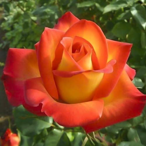 Hibridne čajevke Prestige de Lyon slika 1 interface.art 6241