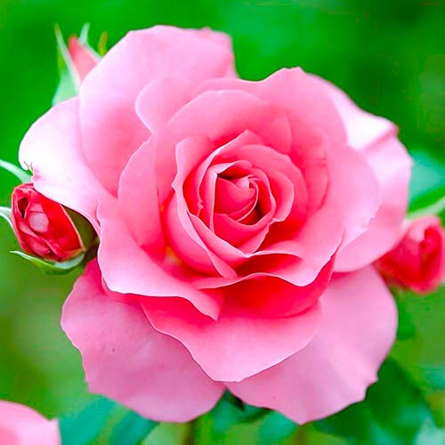 Hibridne čajevke Queen of England slika 1 interface.art 4987