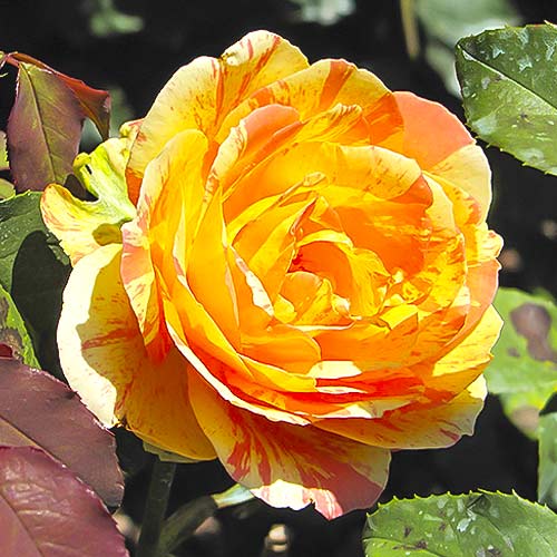 Hibridne čajevke Rainbow Niagara slika 1 interface.art 6242