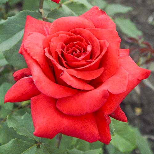 Hibridne čajevke Red Berlin slika 1 interface.art 6243