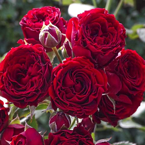 Hibridne čajevke Red Sensation slika 1 interface.art 6244