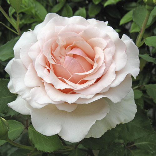 Hibridne čajevke Roberto Cappucci®, C5 slika 1 interface.art 5551