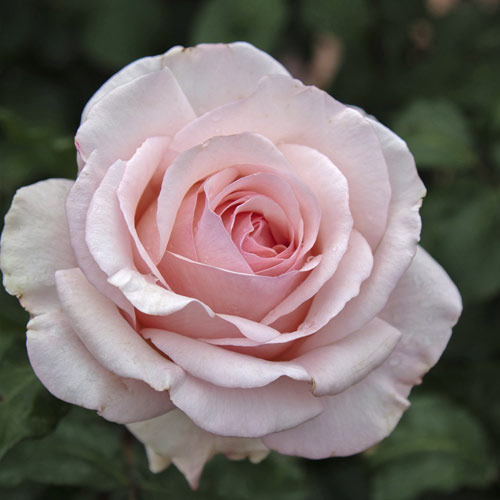 Hibridne čajevke Roberto Cappucci®, C5 slika 2 interface.art 5551