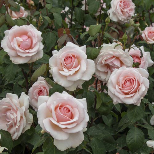 Hibridne čajevke Roberto Cappucci®, C5 slika 3 interface.art 5551