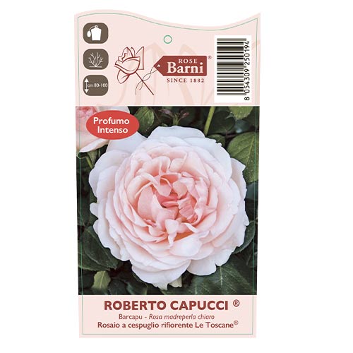 Hibridne čajevke Roberto Cappucci®, C5 slika 5 interface.art 5551