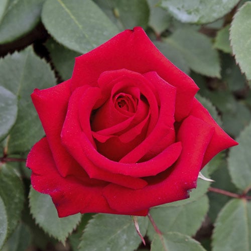 Hibridne čajevke Valentino®, C5 slika 1 interface.art 5539