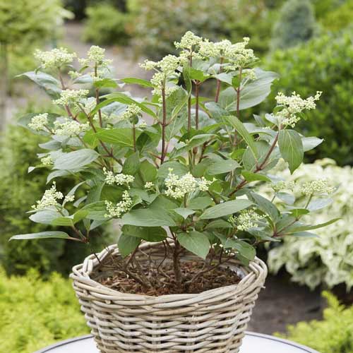 Hortezija patuljasta Early Harry PBR, С3 slika 1 interface.art 8542