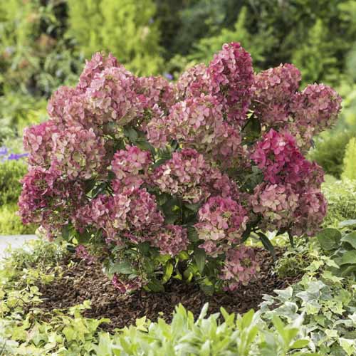 Hortezija patuljasta Great star ®, С4,5 slika 1 interface.art 7720