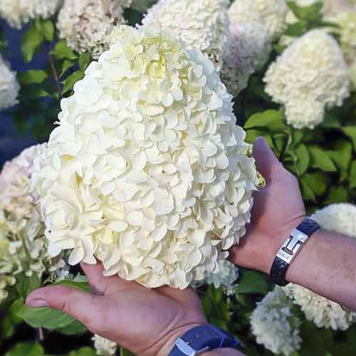 Hortezija patuljasta Hercules PBR, С2 slika 1 interface.art 8221