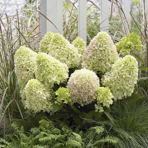 Hortezija patuljasta Little Fresco PBR, С2 slika 1 interface.art 8223