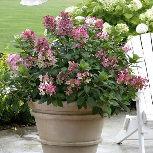 Hortezija patuljasta Little Quick Fire PBR, С3 slika 1 interface.art 8544