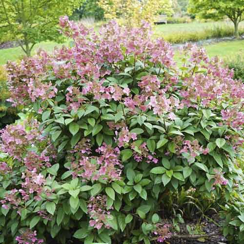 Hortezija patuljasta Magical Flame PBR, С3 slika 1 interface.art 8547