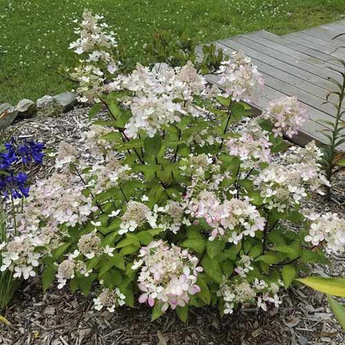 Hortezija patuljasta Pastelgreen ®, С4,5 slika 1 interface.art 7721