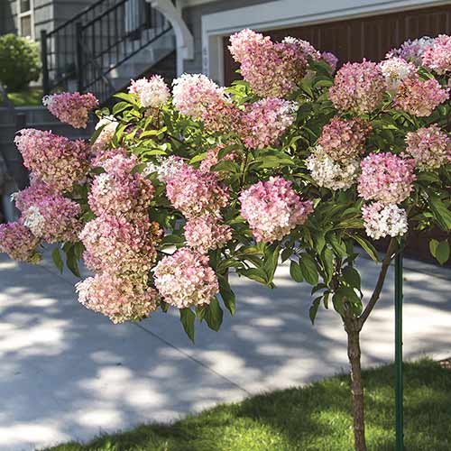 Hortezija patuljasta Pink Queen slika 1 interface.art 7708