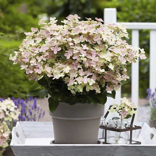 Hortezija patuljasta Polestar PBR, С2 slika 1 interface.art 8226